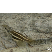 گونه سنجاب بلوچی Funambulus pennantii